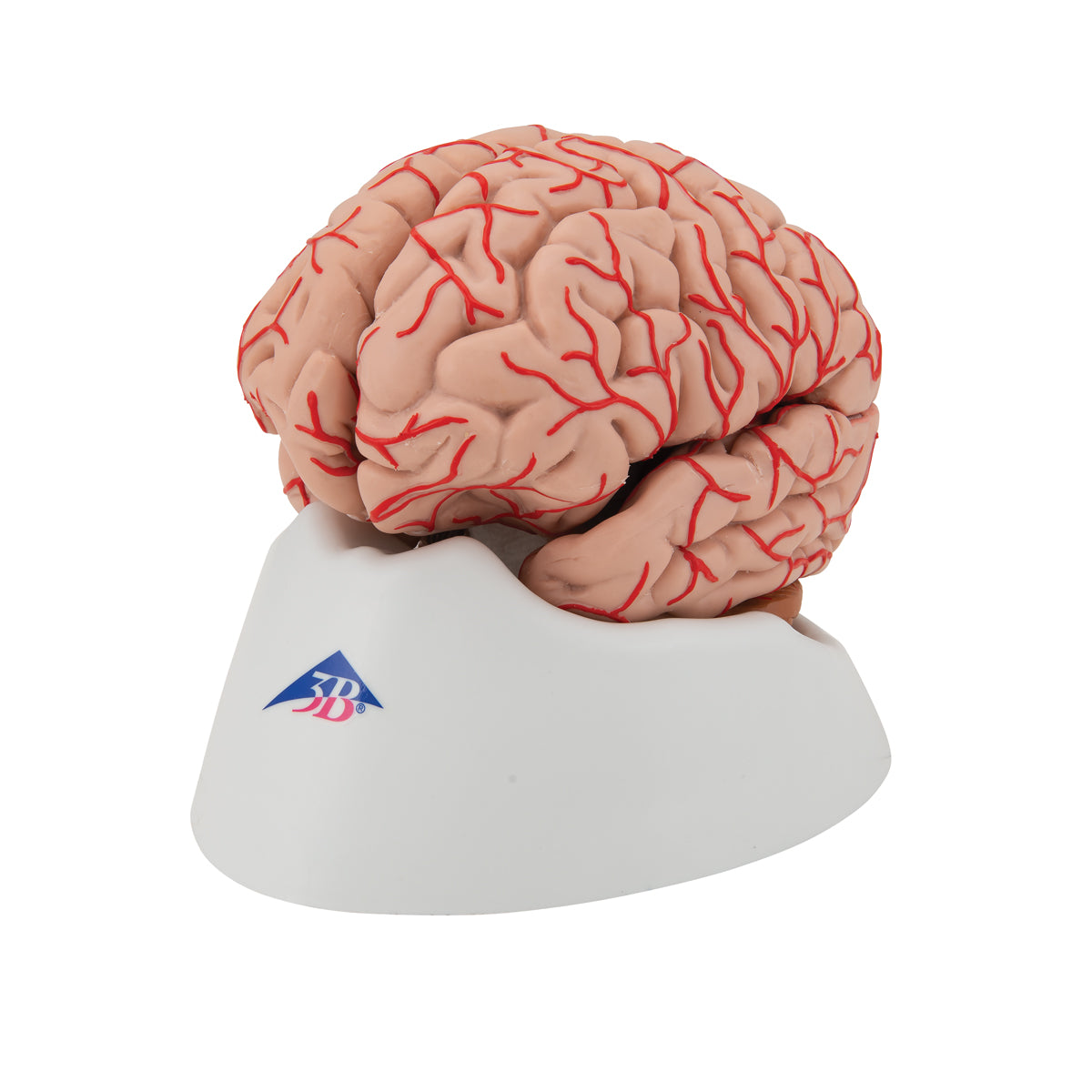 Human Brain Model with Arteries, 9 parts - 3B Scientific C20, view 6