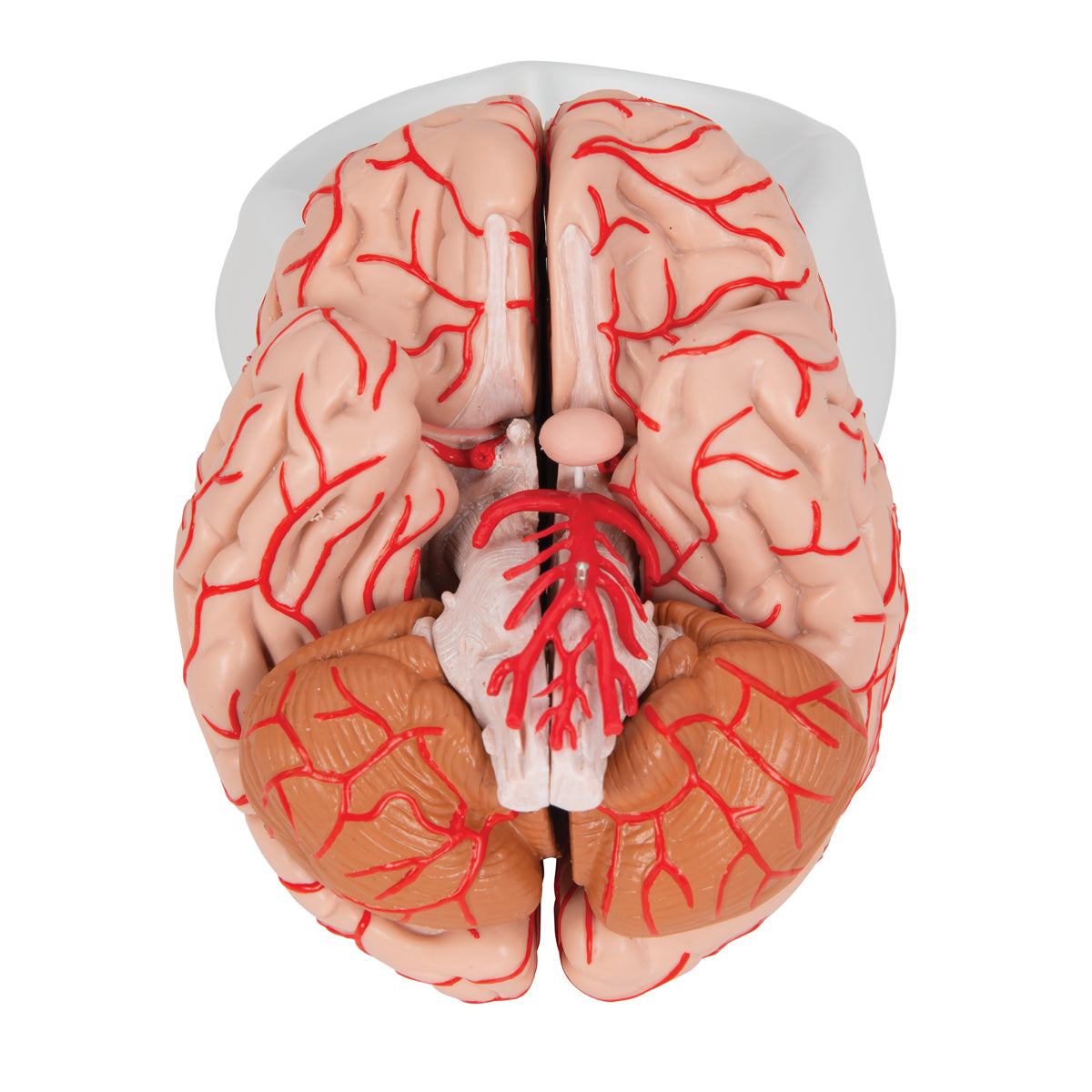 Human Brain Model with Arteries, 9 parts - 3B Scientific C20, view 7