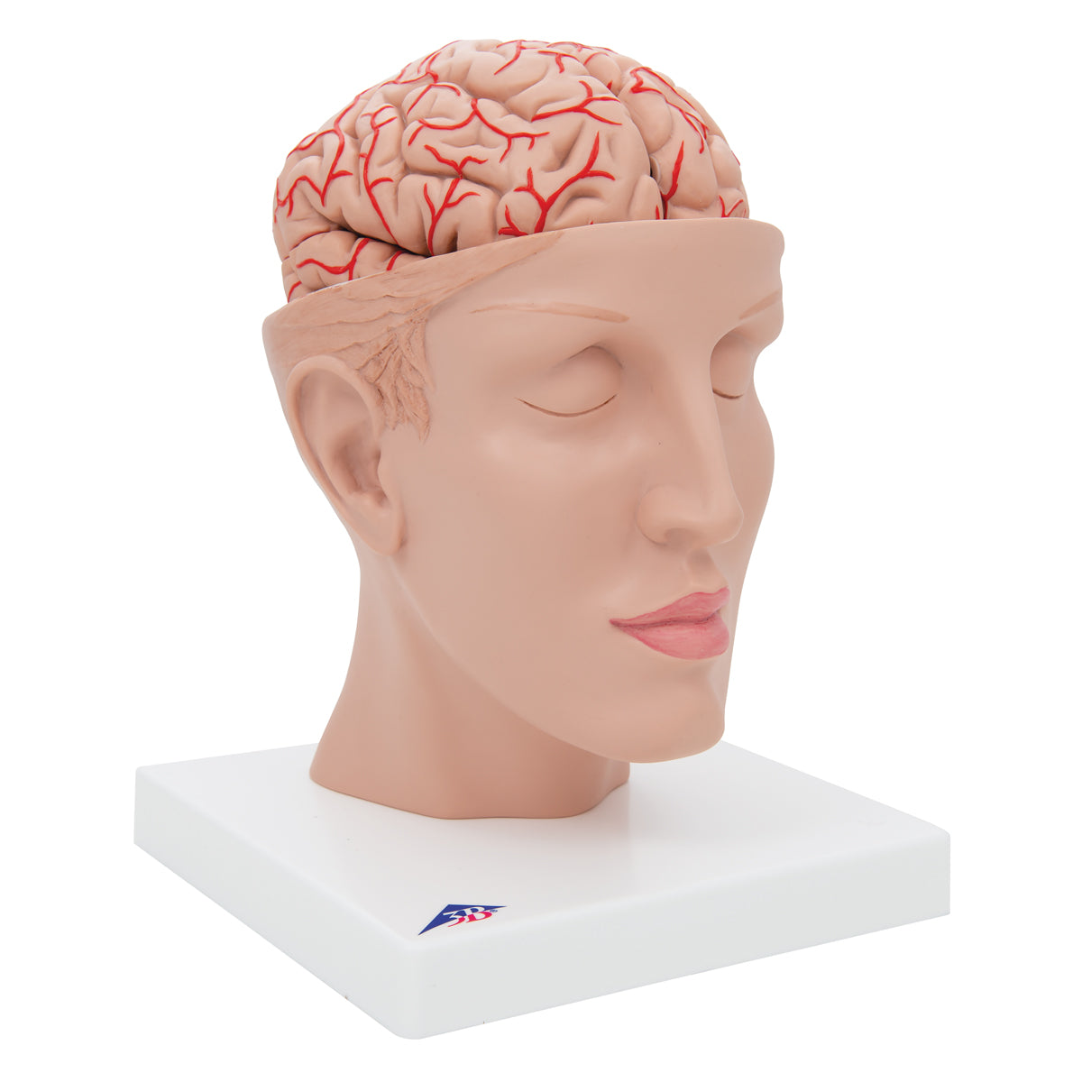 Human Brain Model with Arteries on Base of Head, 8 part - 3B Scientific C25, view 2