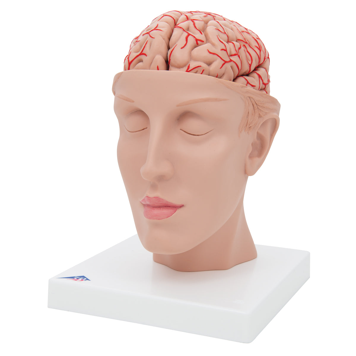 Human Brain Model with Arteries on Base of Head, 8 part - 3B Scientific C25, view 4