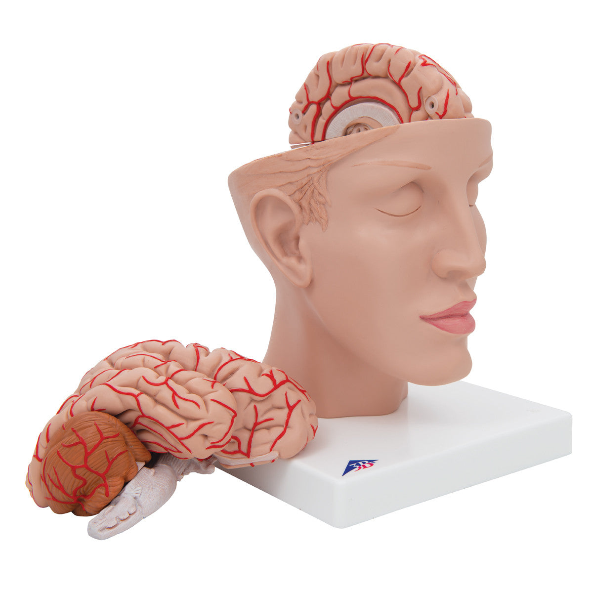 Deluxe Brain with Arteries on base of Head, 10 parts | 3B Scientific C25