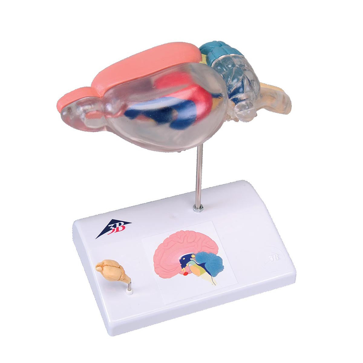 Rat Brain Comparative Anatomy