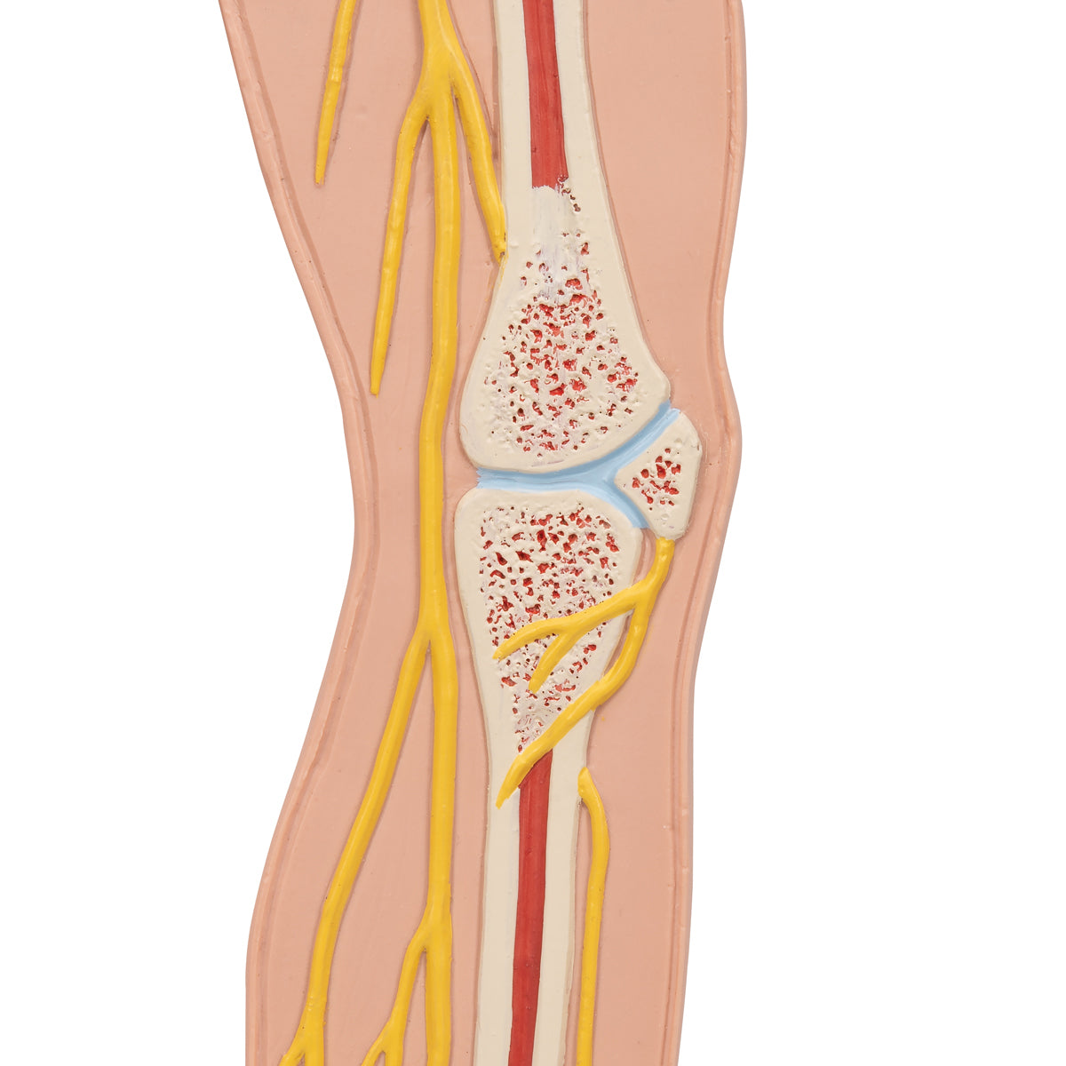 Human Nervous System Model, 1/2 Life-Size