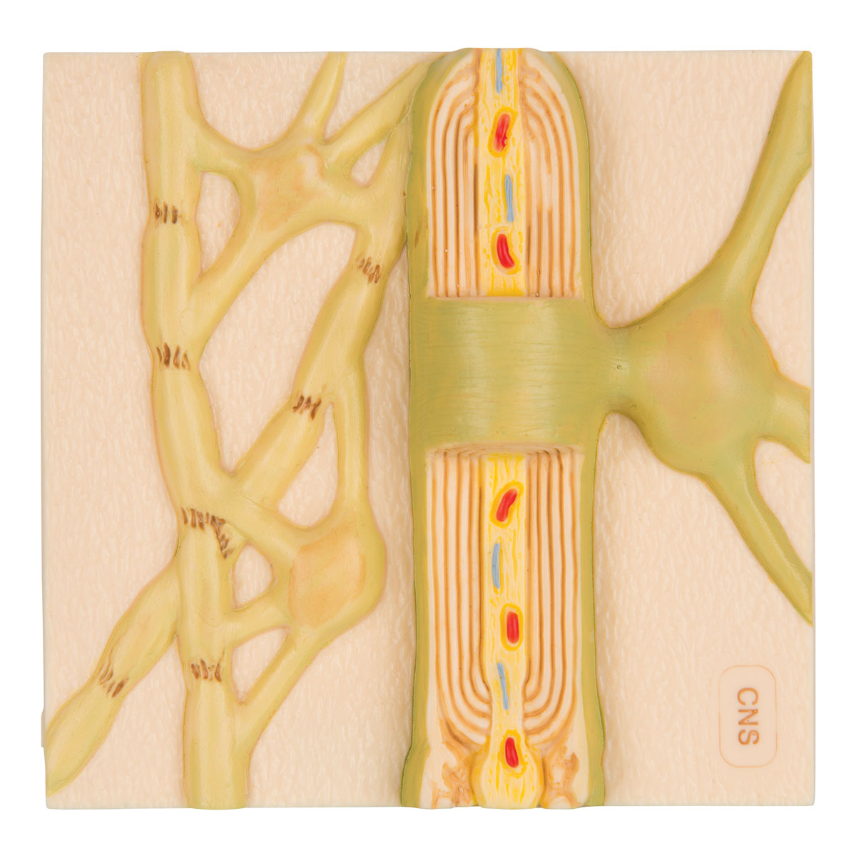 Myelin Sheaths of the CNS