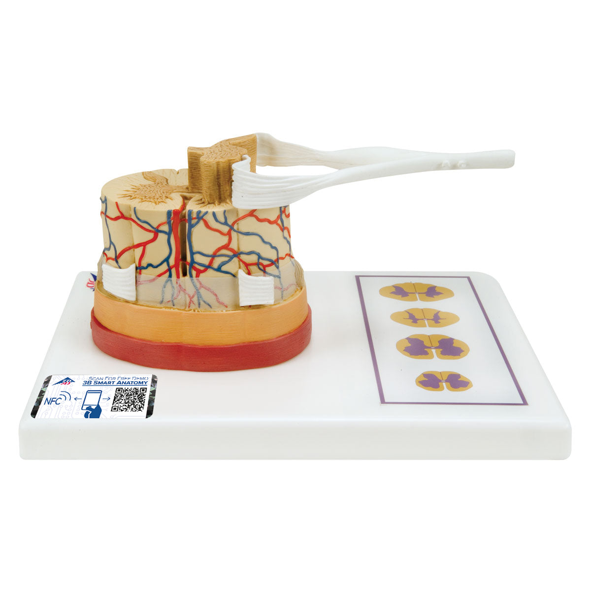 Human Spinal Cord Model, 5 times Life-Size - 3B Scientific C41, view 5
