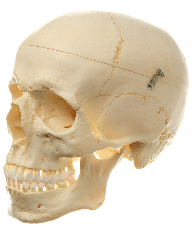 Somso adult human skull | Somso Qs 7