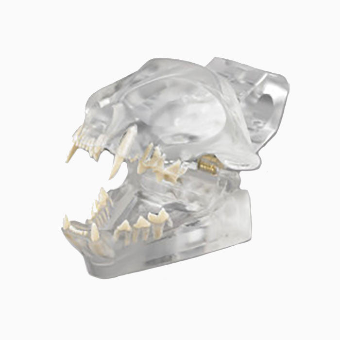 Articulated Clear Feline model with natural root teeth - CTD