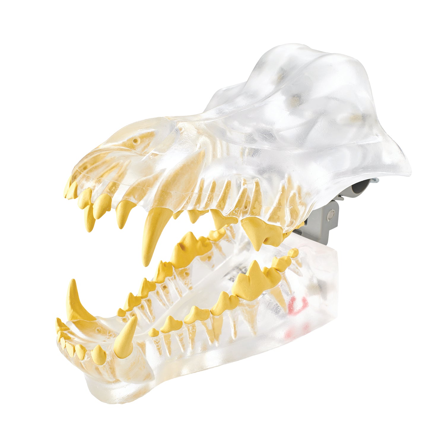 Canis Exemplar X-Ray Typodont