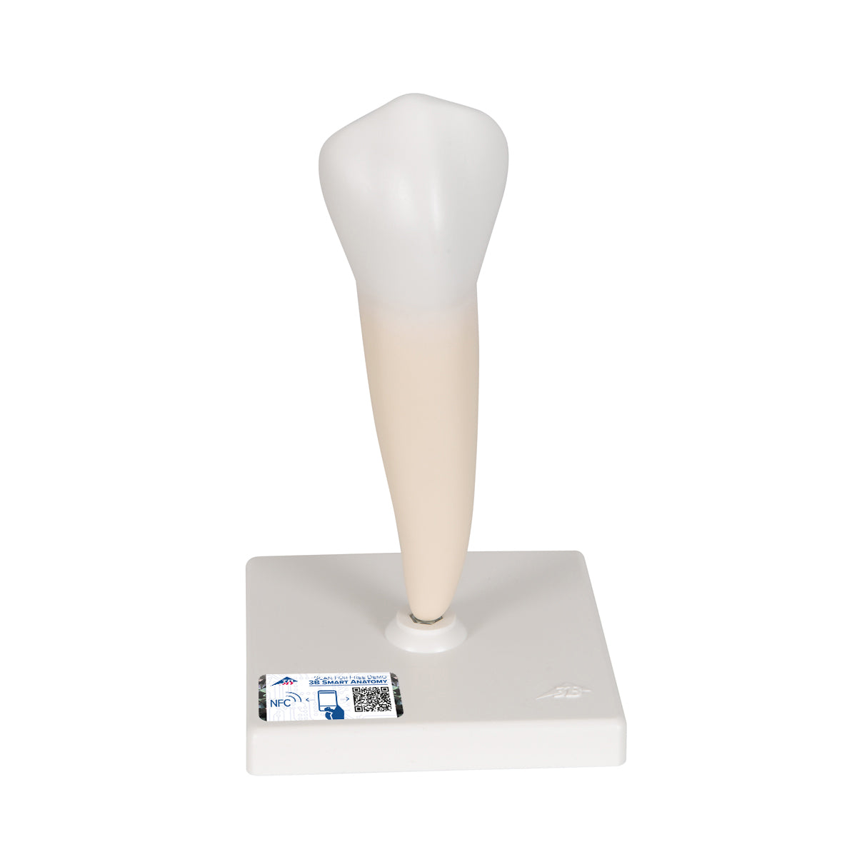 Lower Single-Root Pre-Molar Human Tooth Model