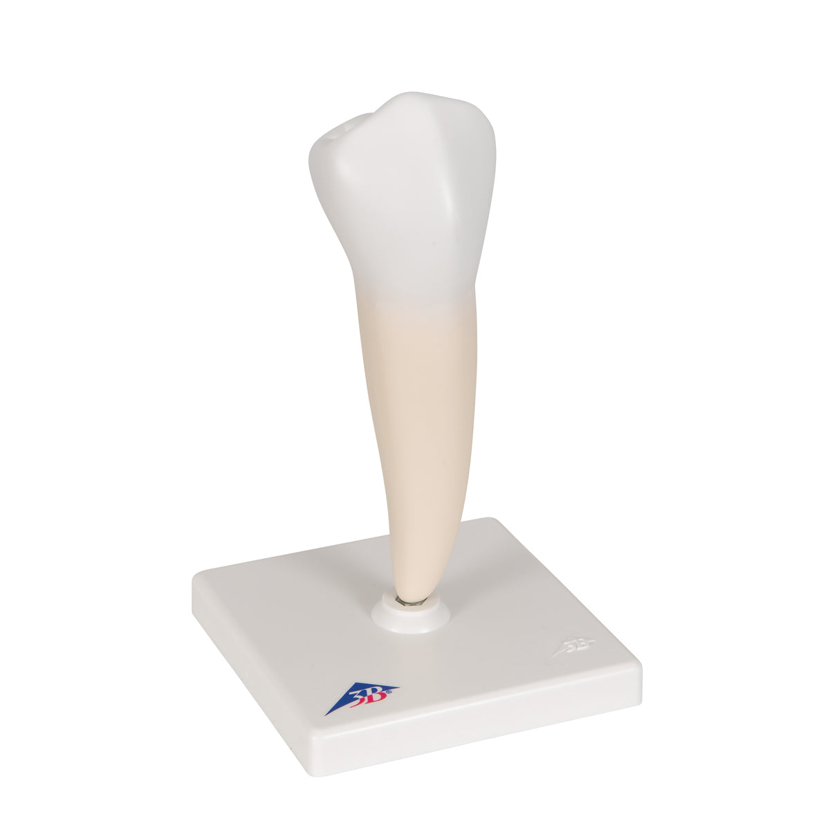 Lower Single-Root Pre-Molar Human Tooth Model
