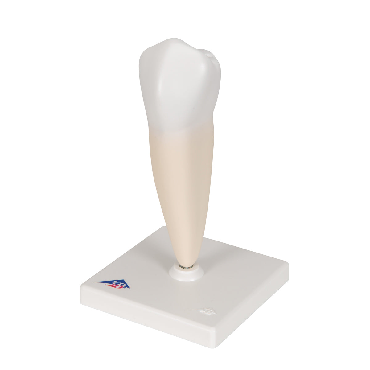 Lower Single-Root Pre-Molar Human Tooth Model