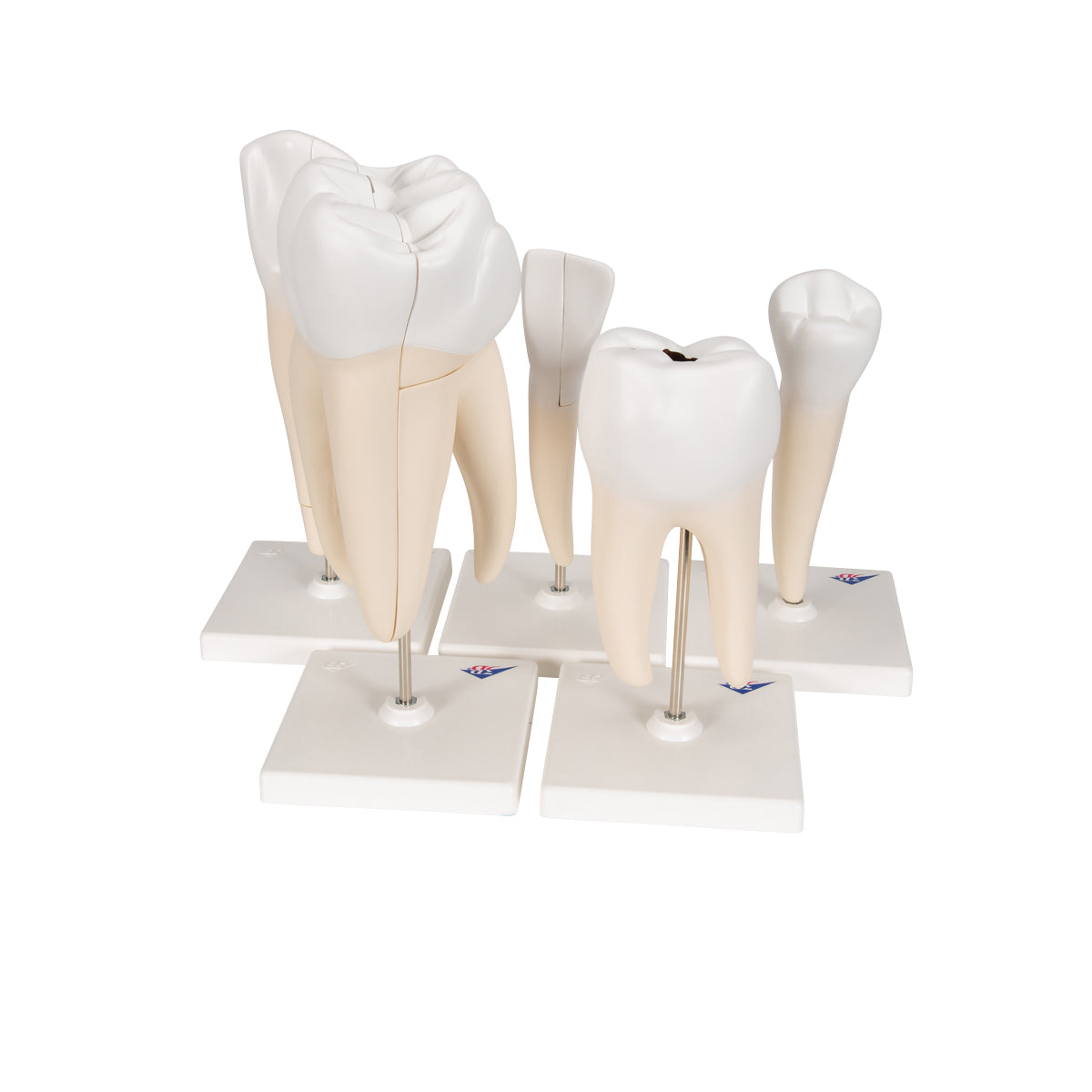Human Tooth Models Set "Classic Series", 5 Models - 3B Scientific D10, view 2