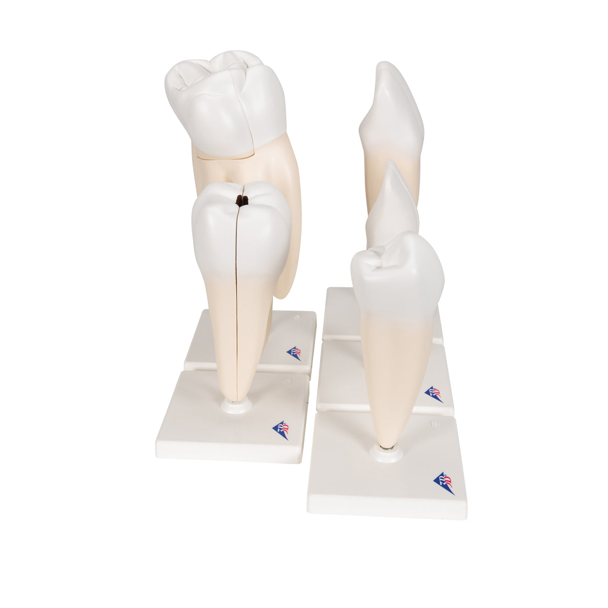 Human Tooth Models Set "Classic Series", 5 Models - 3B Scientific D10, view 3