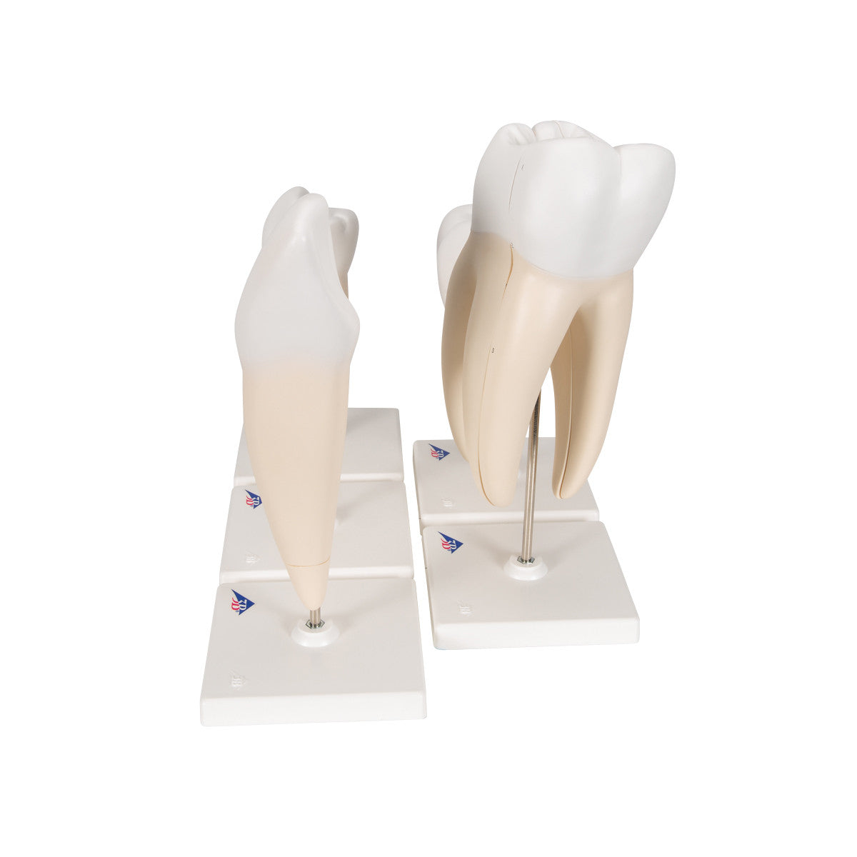 Human Tooth Models Set "Classic Series", 5 Models