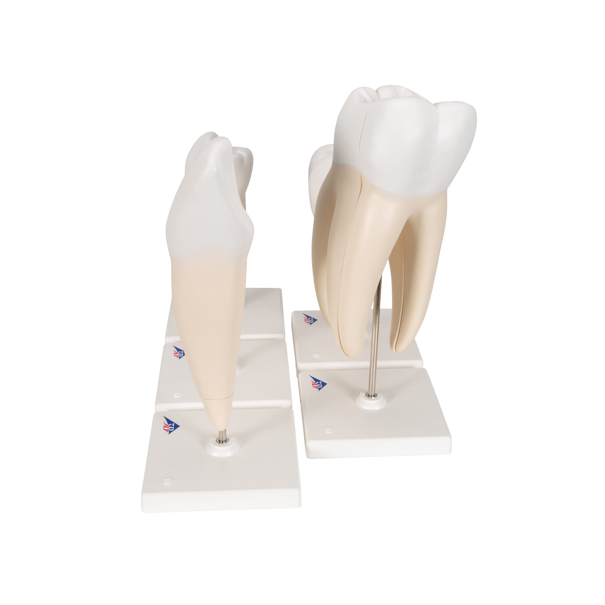 Human Tooth Models Set "Classic Series", 5 Models - 3B Scientific D10, view 4