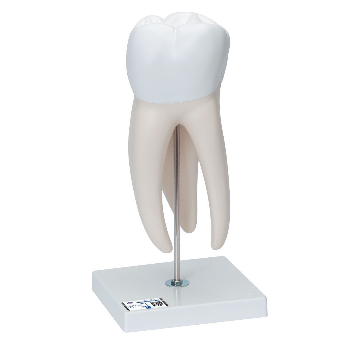 Giant Molar with Dental Cavities Human Tooth Model, 15 times Life-Size, 6 part - 3B Scientific D15, view 8