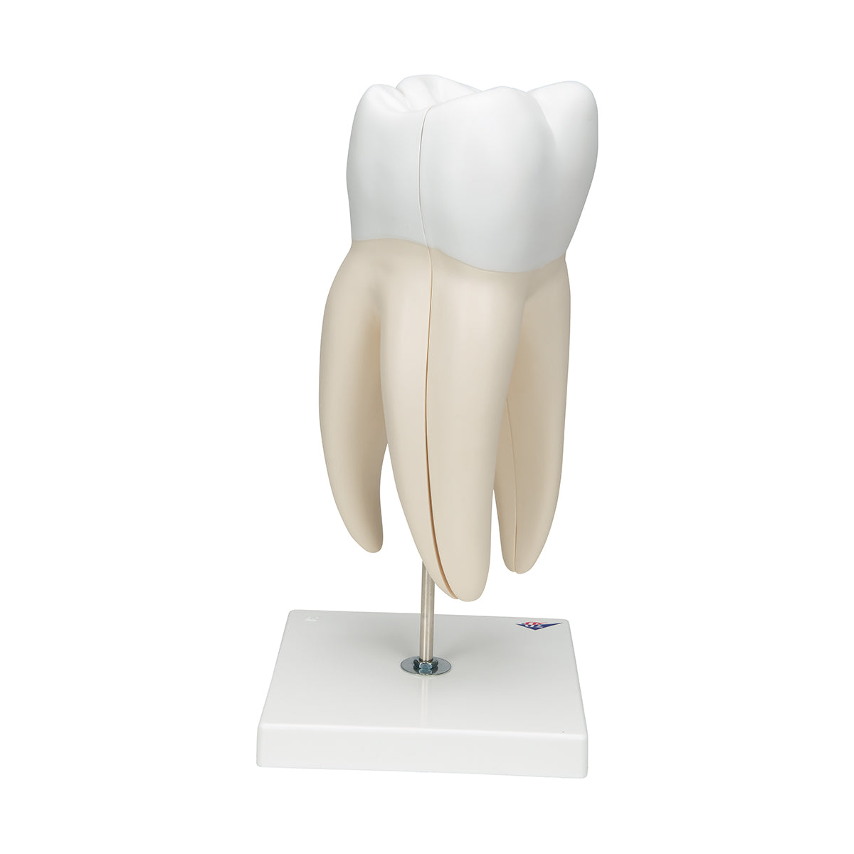Giant Molar with Dental Cavities Human Tooth Model, 15 times Life-Size, 6 part - 3B Scientific D15, view 3