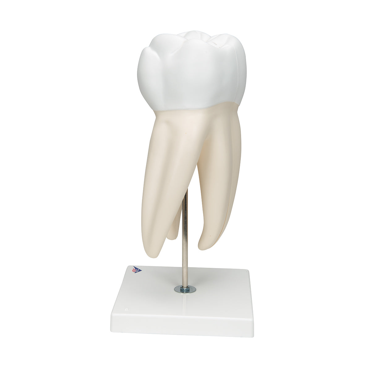 Giant Molar with Dental Cavities Human Tooth Model, 15 times Life-Size, 6 part - 3B Scientific D15, view 4