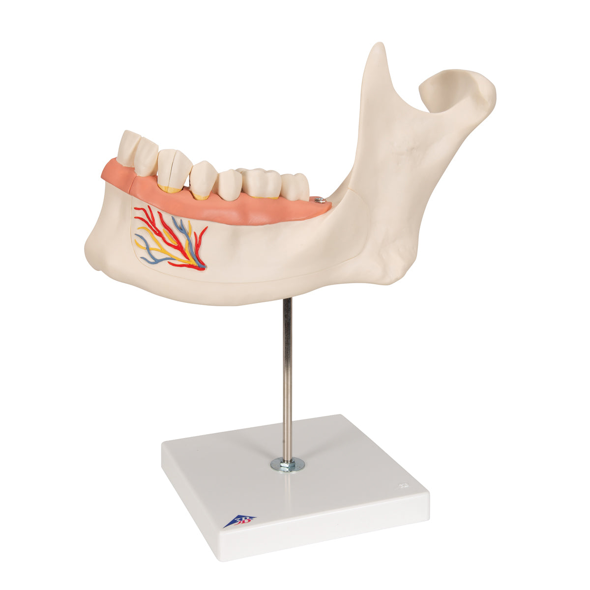 Half Lower Human Jaw Model, 3 times Full-Size, 6 part