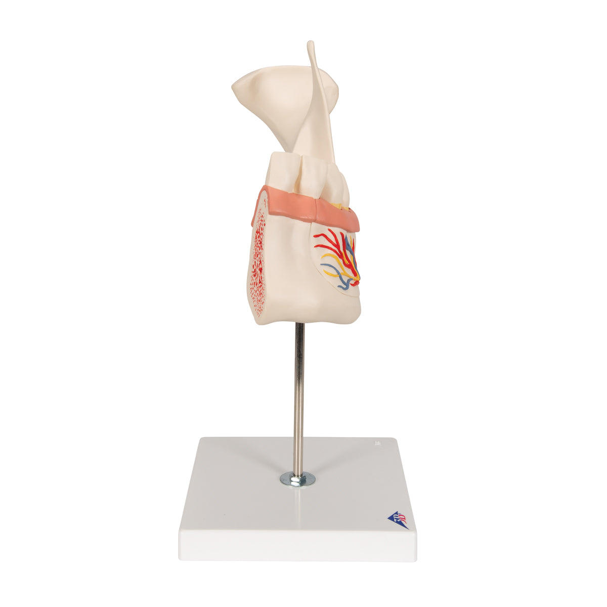 Half Lower Human Jaw Model, 3 times Full-Size, 6 part