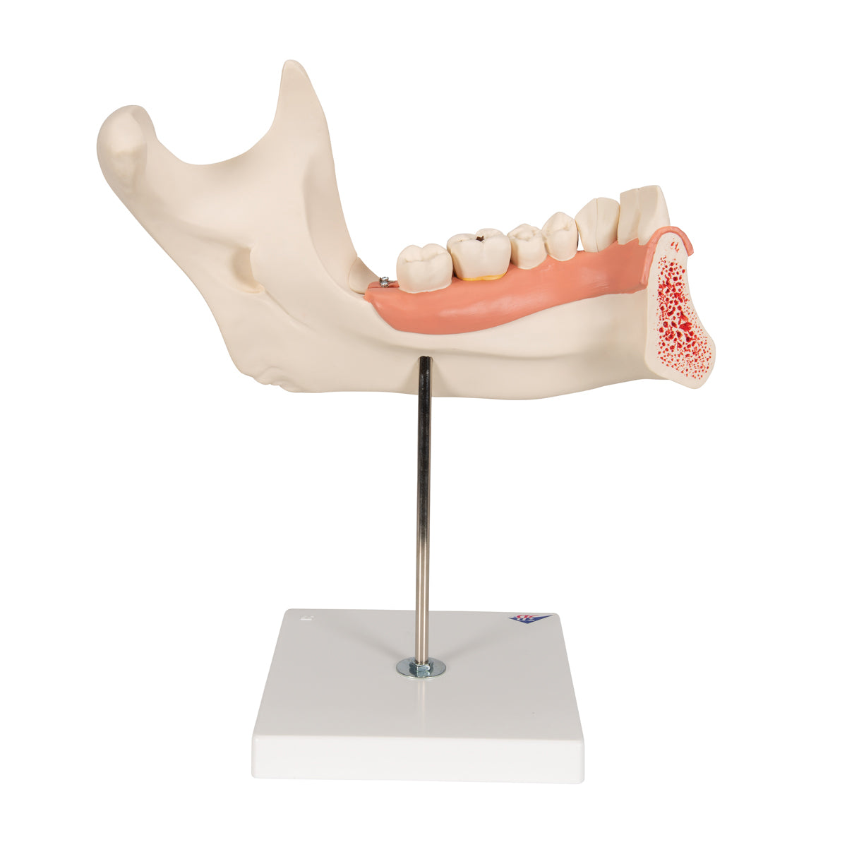 Half Lower Human Jaw Model, 3 times Full-Size, 6 part