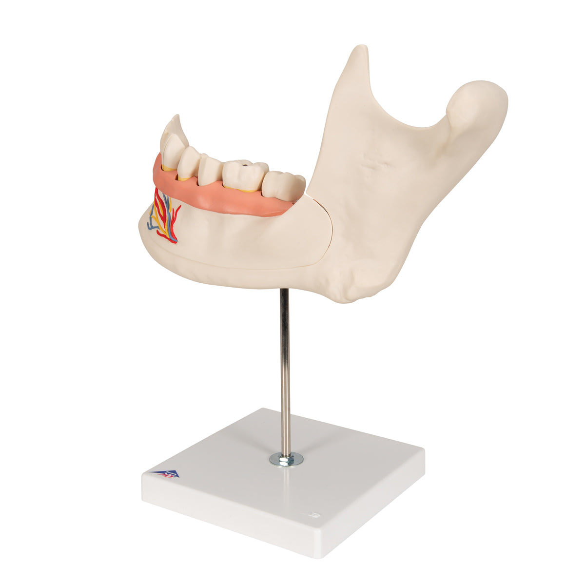 Half Lower Human Jaw Model, 3 times Full-Size, 6 part