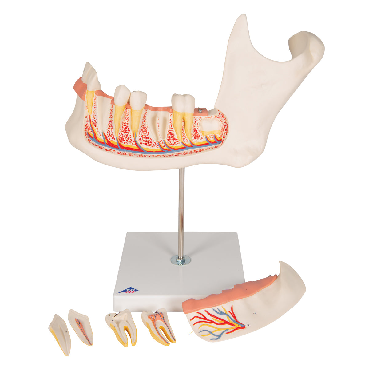Half Lower Human Jaw Model, 3 times Full-Size, 6 part