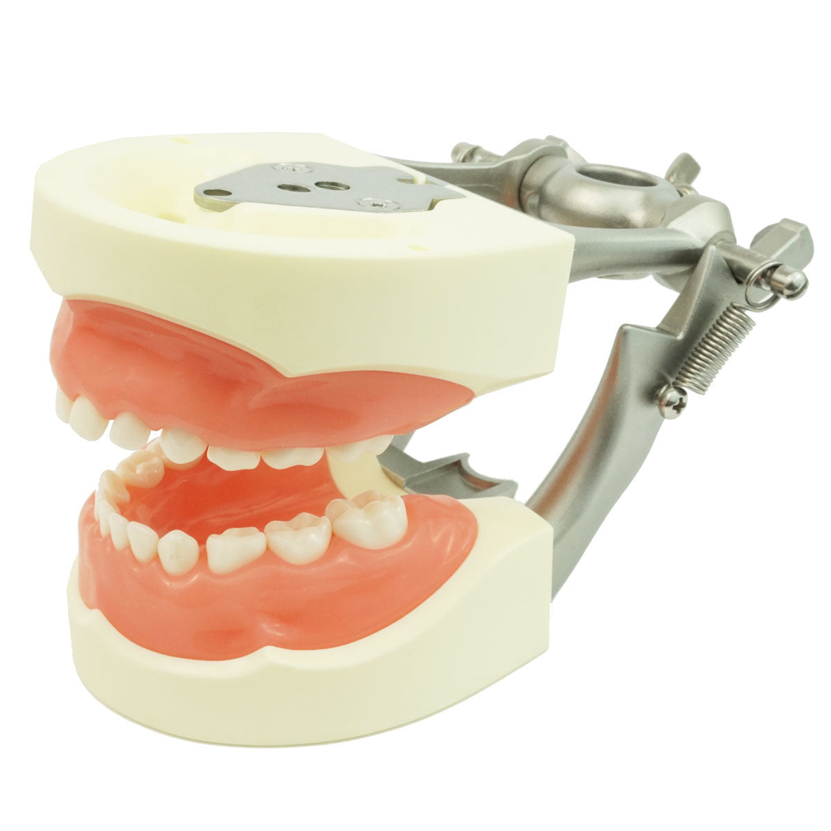 Full Primary Dentition Typodont Model