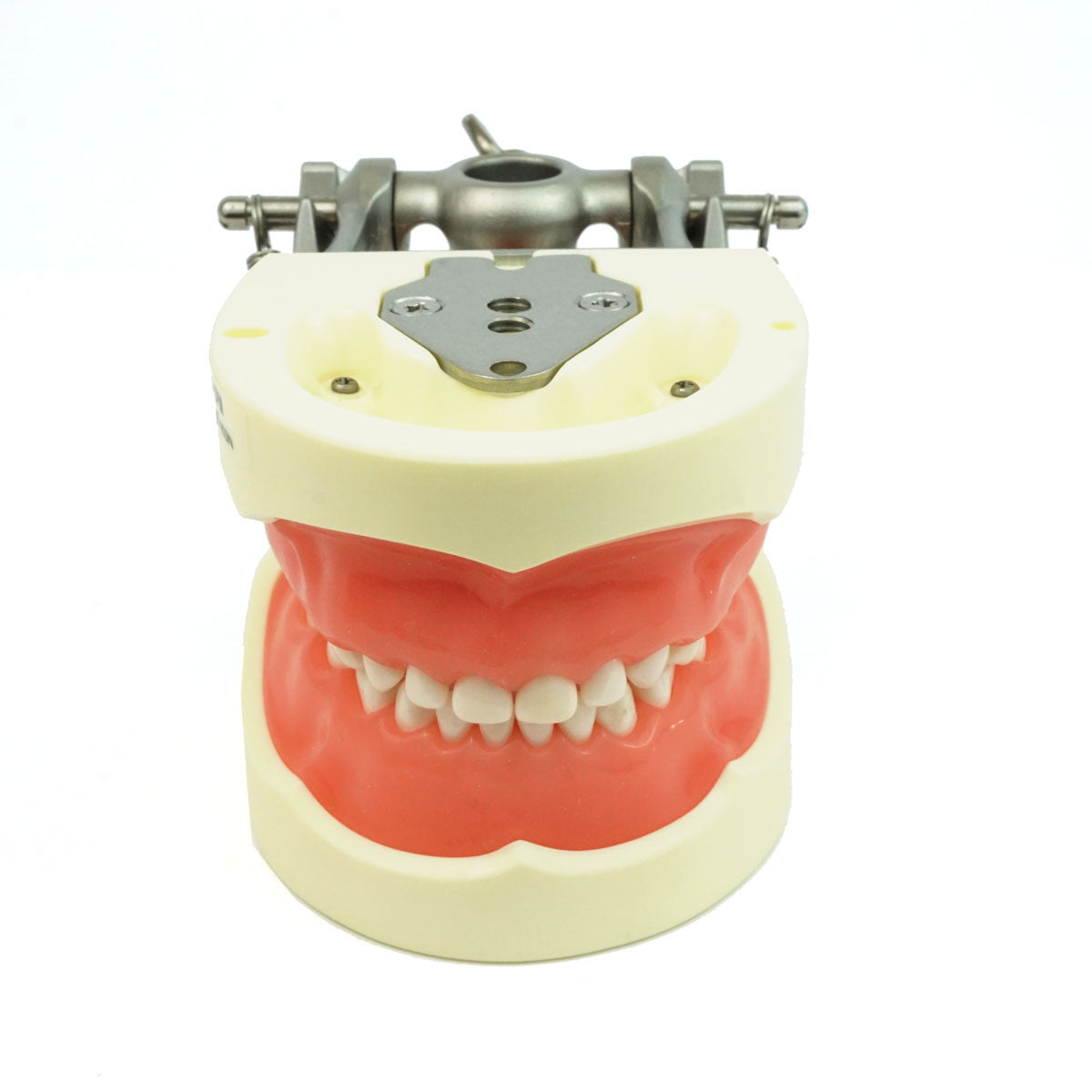 Full Primary Dentition Typodont Model