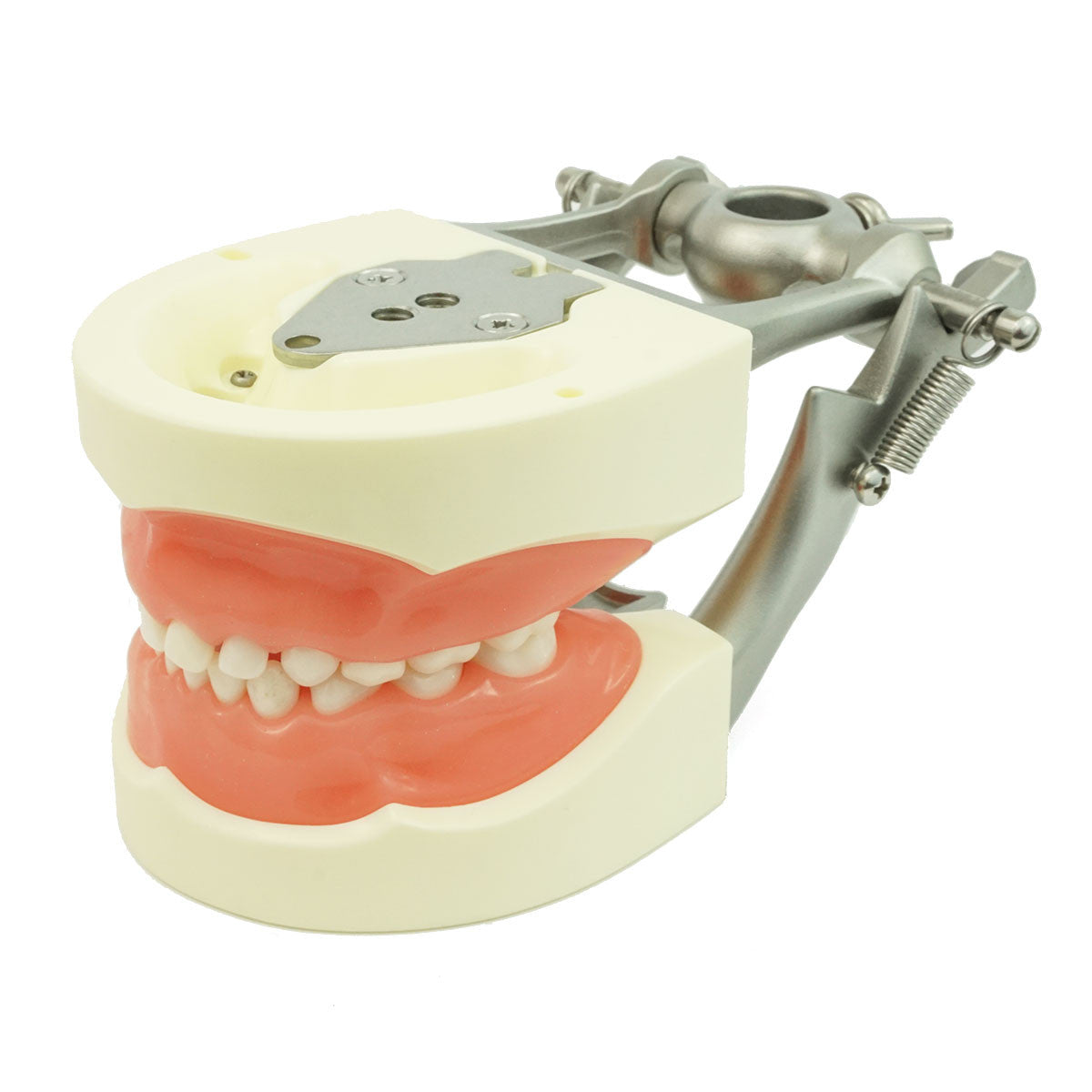 Full Primary Dentition Typodont Model