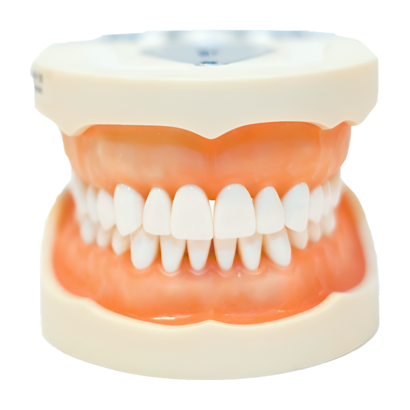 28 Tooth Adult Typodont with GUB Urethane Gums