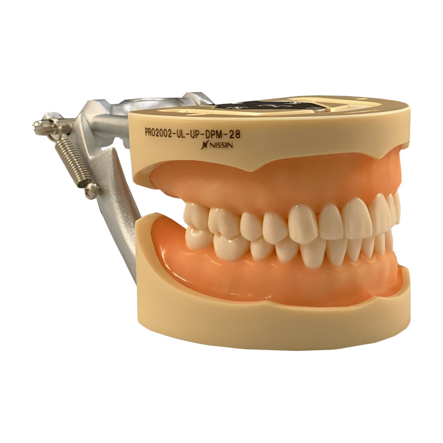 28 Tooth Adult Typodont with GUB Urethane Gums