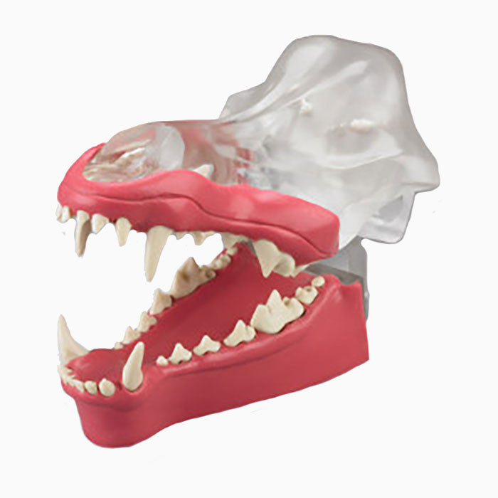 Articulated Clear Canine Model with natural root teeth with Gingiva - DGDG