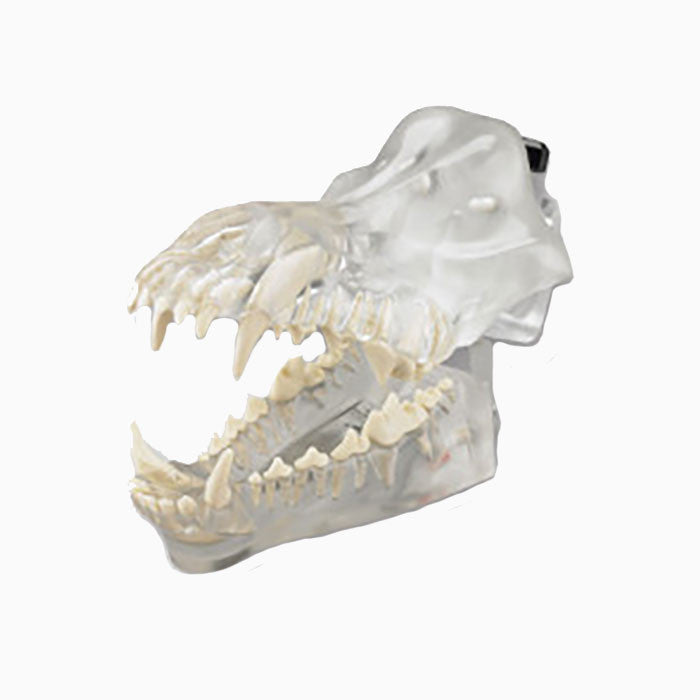 Articulated Clear Canine Model with natural root teeth - DGD