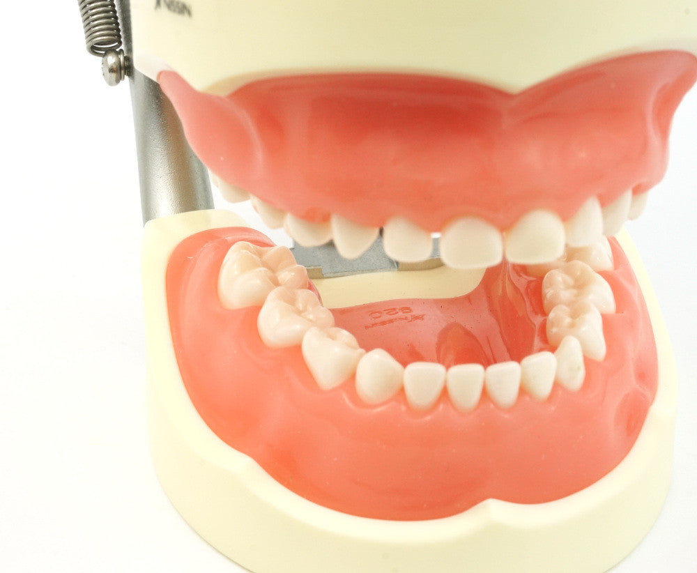 Full Primary Dentition Typodont Model