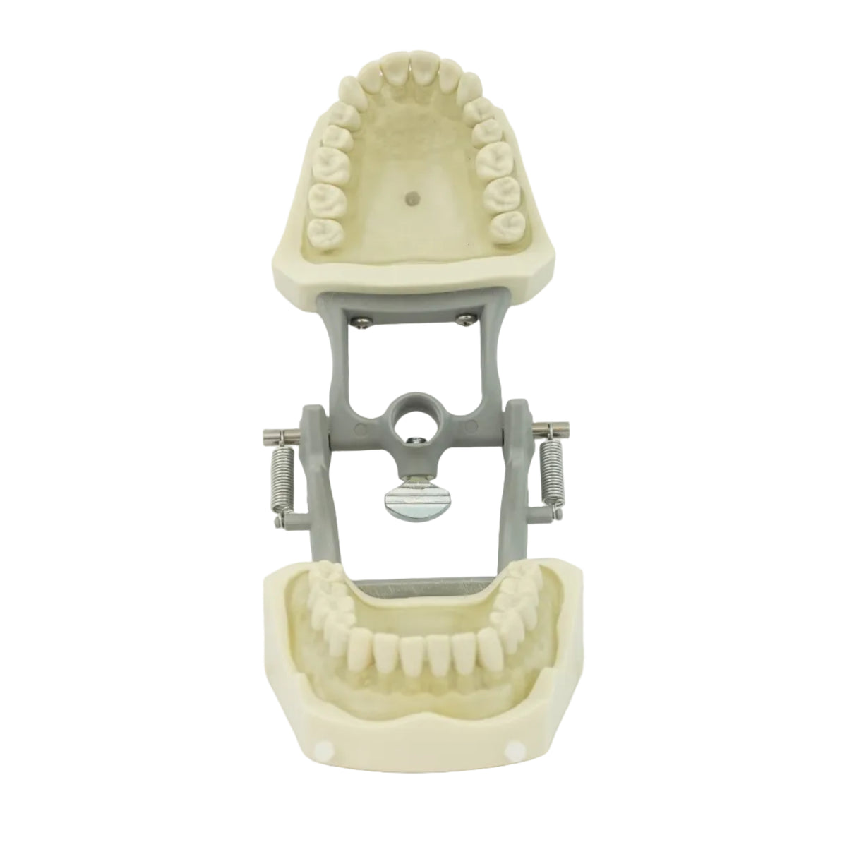 Columbia Dentoform 32 Tooth Dentoform with soft Clear Gingiva, 860 Series