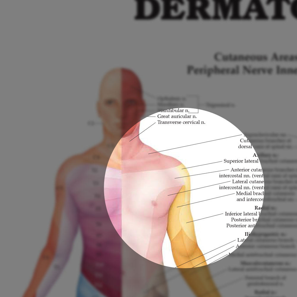 Dermatomes chart - detail