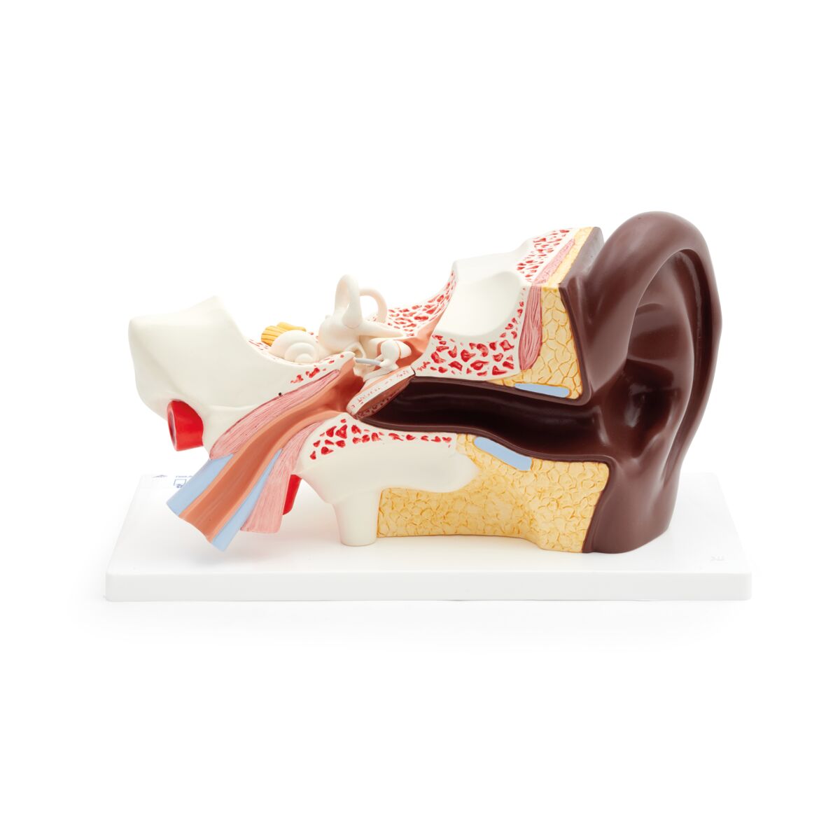 Human Ear Model, 3 times Life-Size, 4 part, dark skin