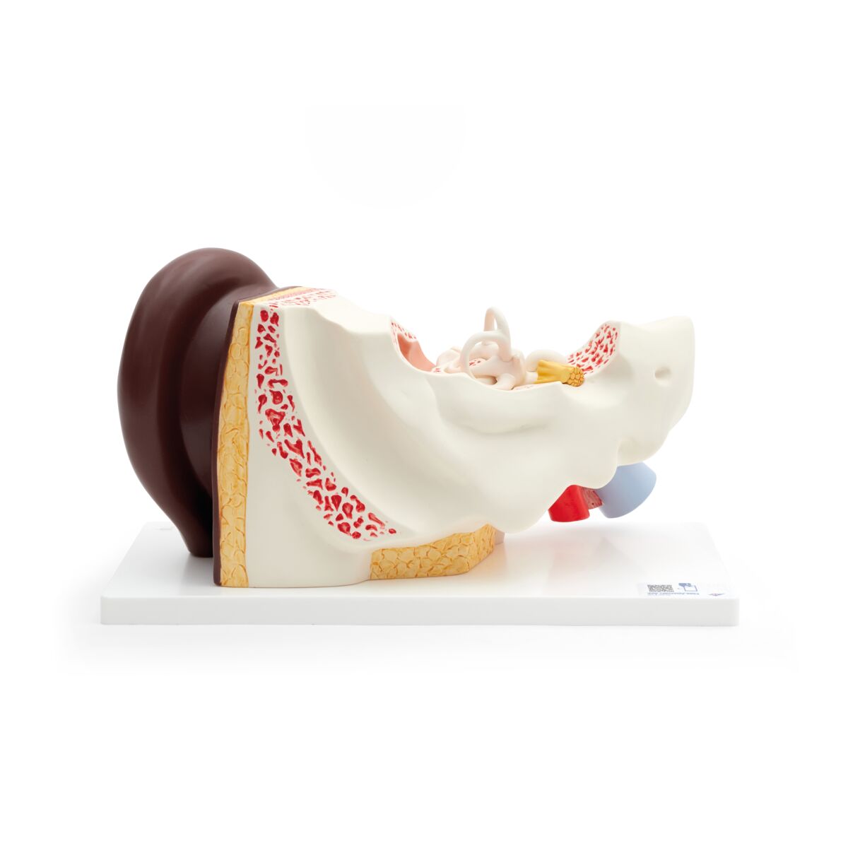 Human Ear Model, 3 times Life-Size, 4 part, dark skin