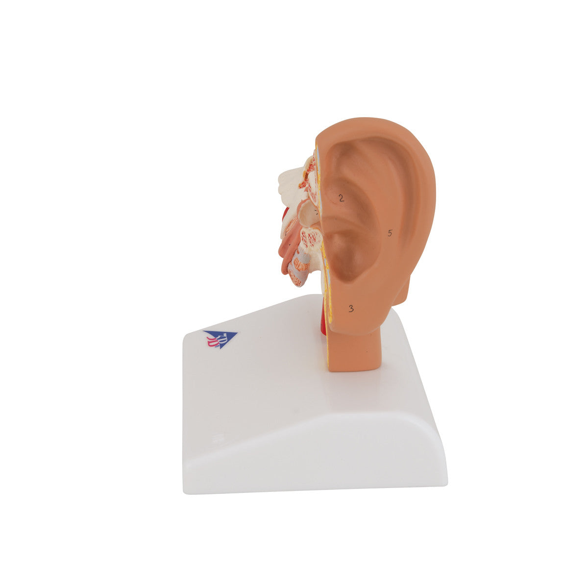 Desktop Ear Model | 3B Scientific E12