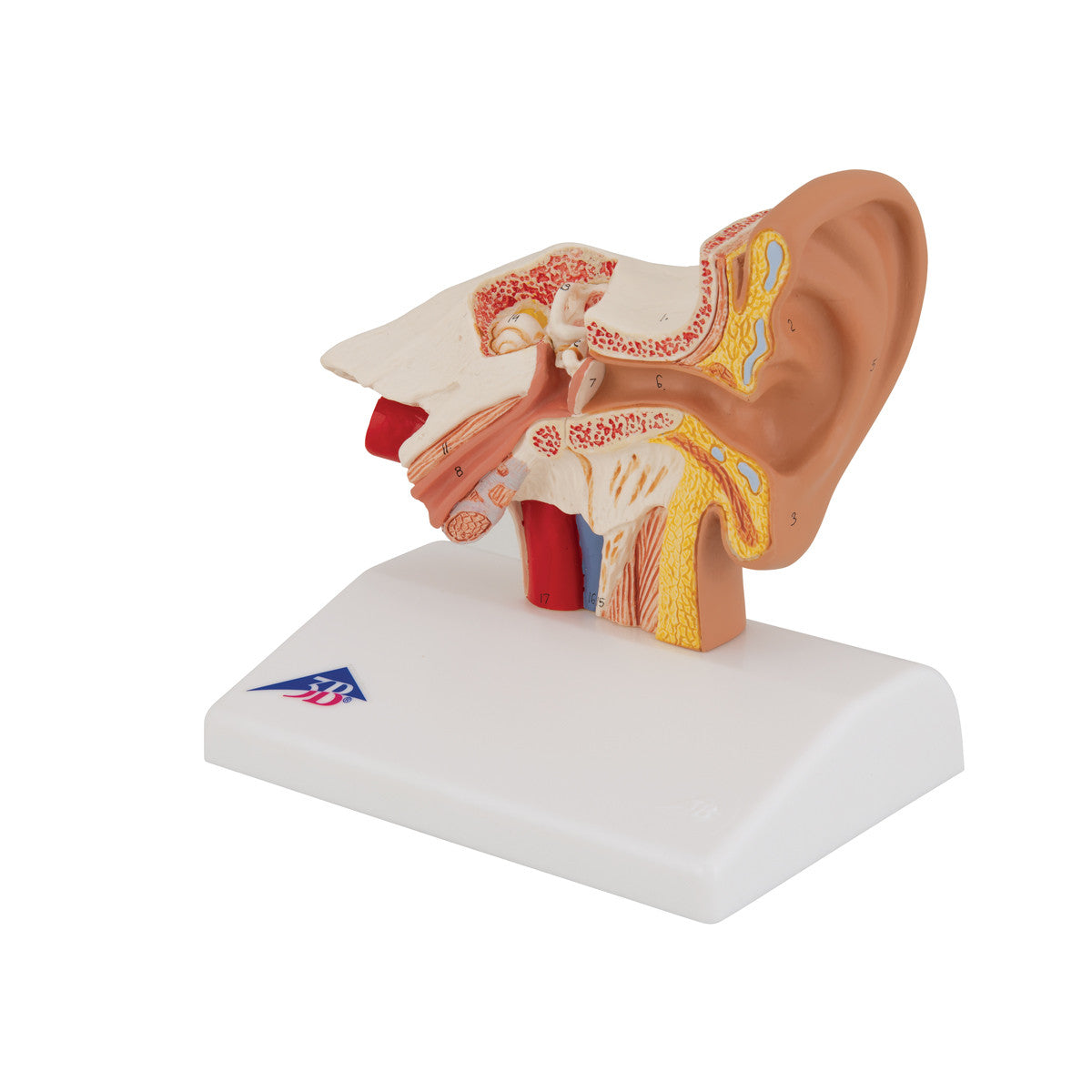 Desktop Ear Model | 3B Scientific E12
