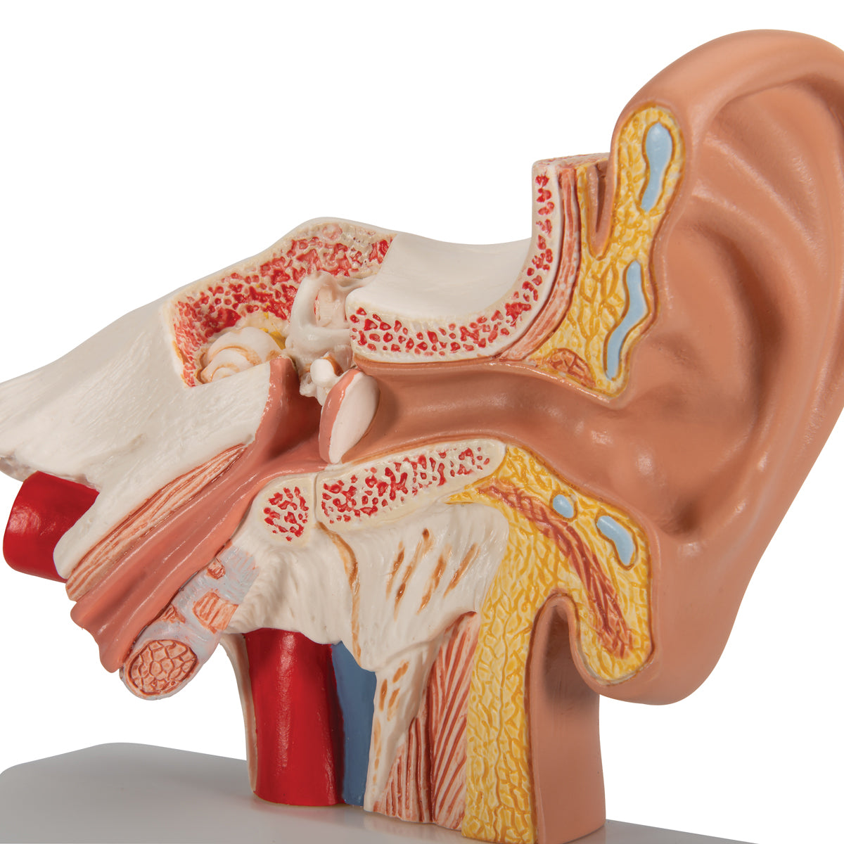 Human Ear Model for Desktop, 1.5 times Life-Size - 3B Scientific E12, view 7