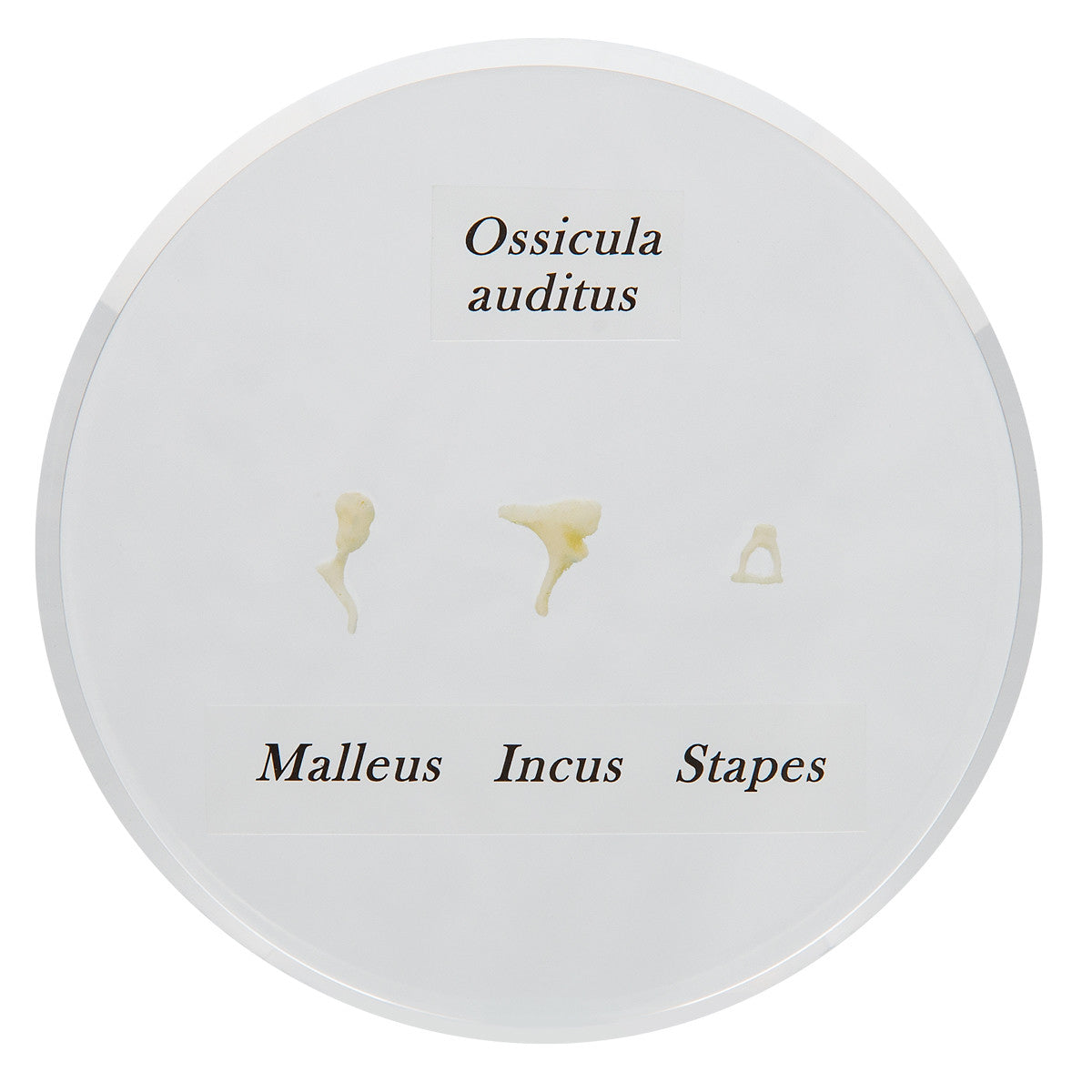 Model of Life-size Auditory Ossicles | 3B Scientific E13