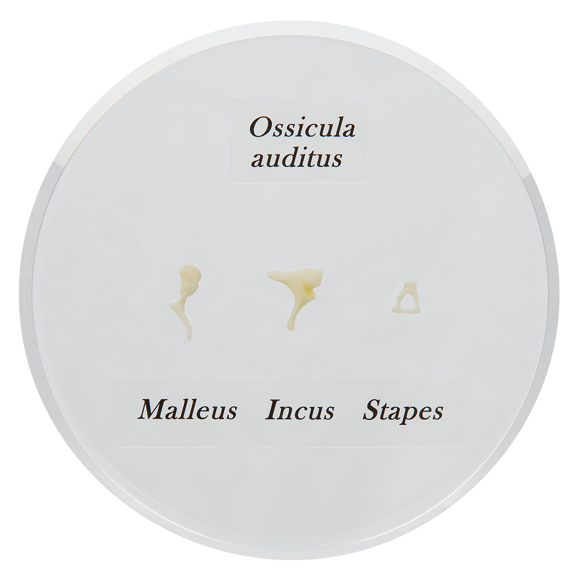 Ossicle Model - Life size - 3B Scientific E13, view 3