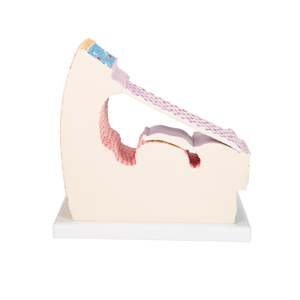 Organ of Corti Model with Representation in Cochlea