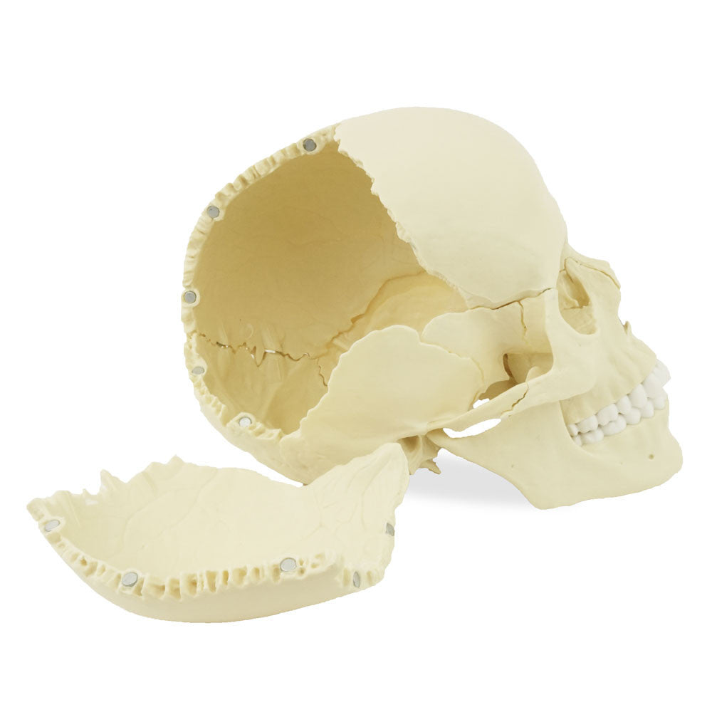 Magnetic, Disarticulated Osteopathic 22-part skull