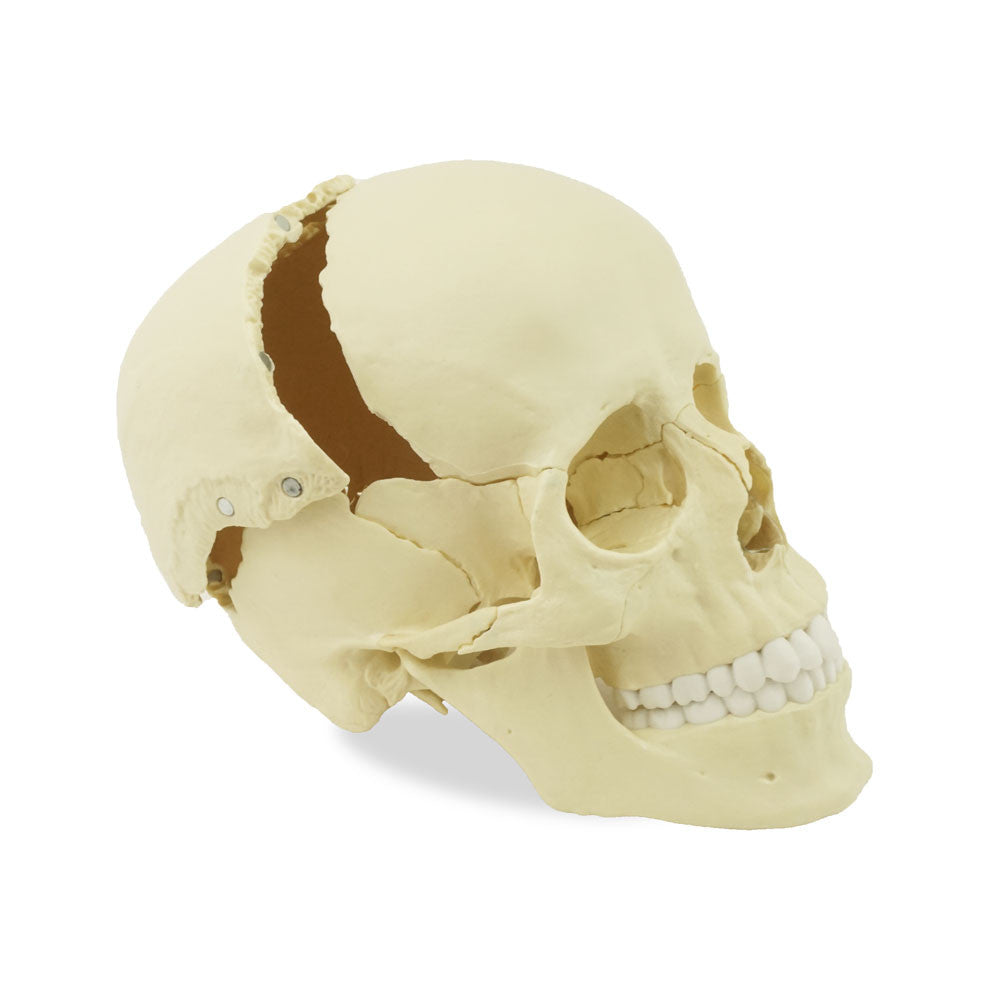 Magnetic, Disarticulated Osteopathic 22-part skull