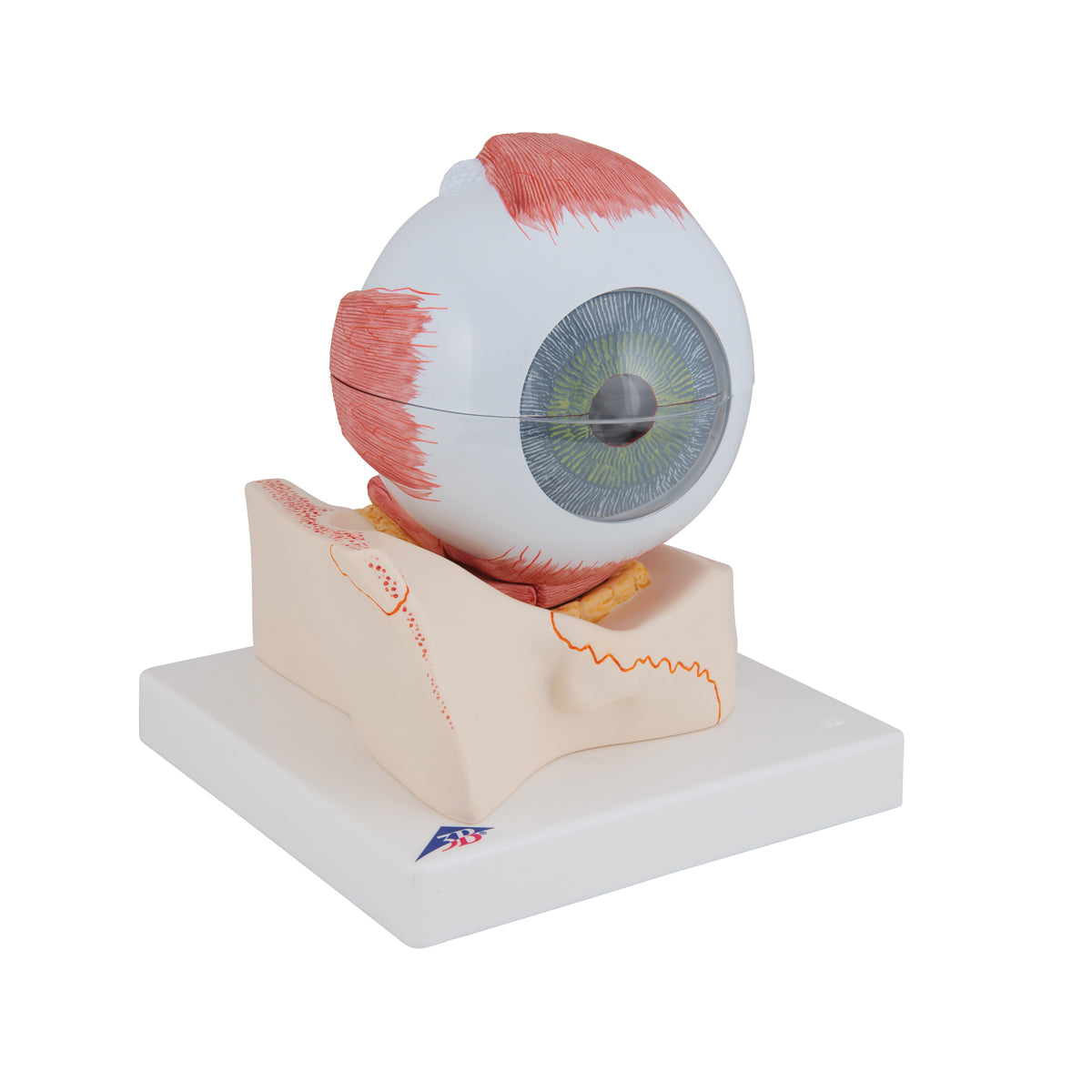 Human Eye Model, 5 times Full-Size, 7 part - 3B Scientific F11, view 8