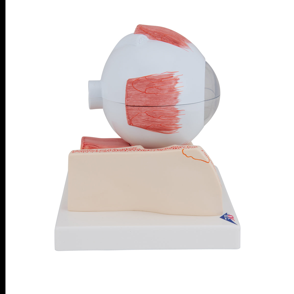 Human Eye Model, 5 times Full-Size, 7 part - 3B Scientific F11, view 9