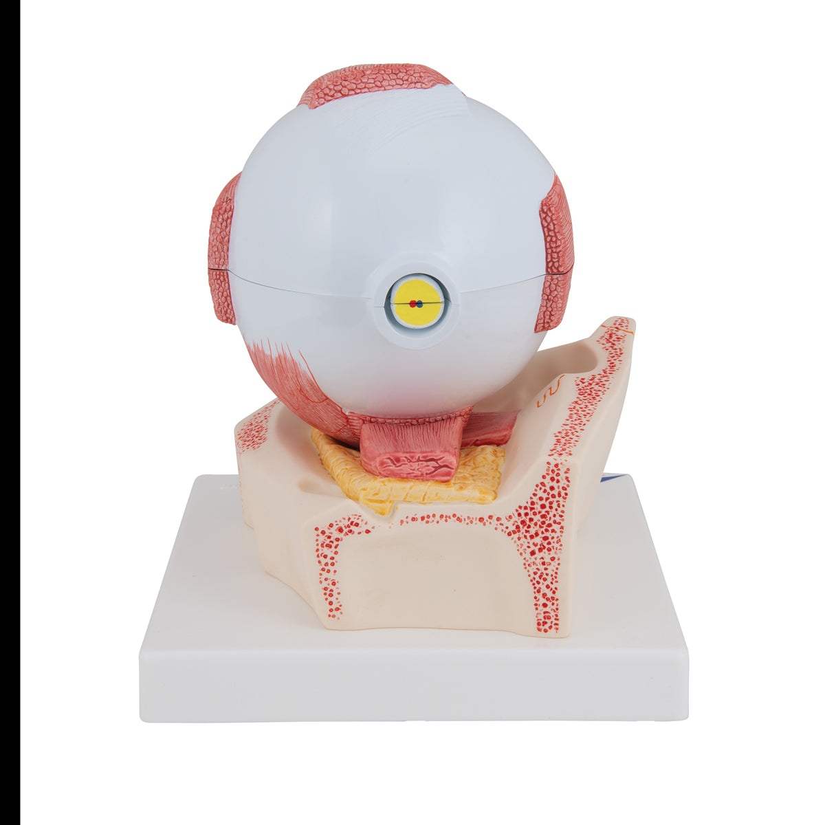 Human Eye Model, 5 times Full-Size, 7 part - 3B Scientific F11, view 10